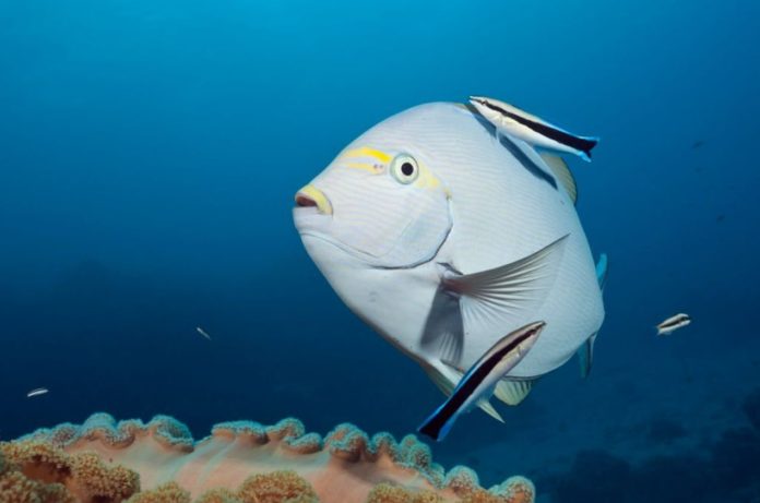 Racism? “Ugly” Reef Fishes “Threatened” Because Of Their Look