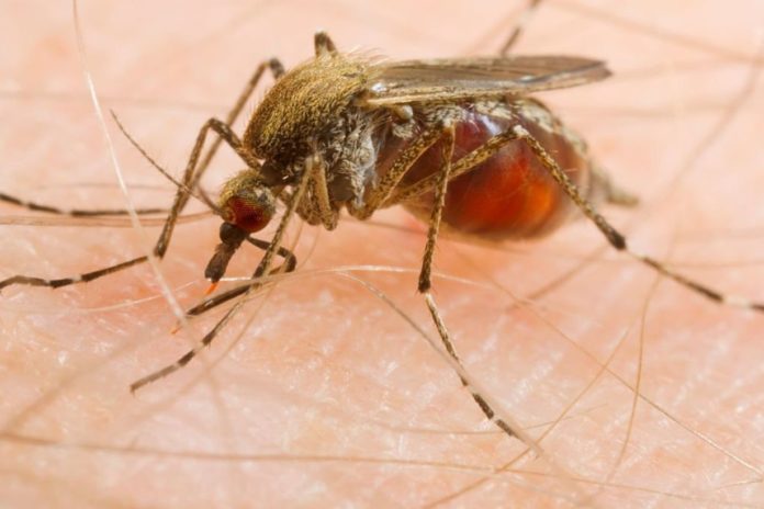 Some Viruses Can Make Your Blood Smell Tastier to Mosquitoes