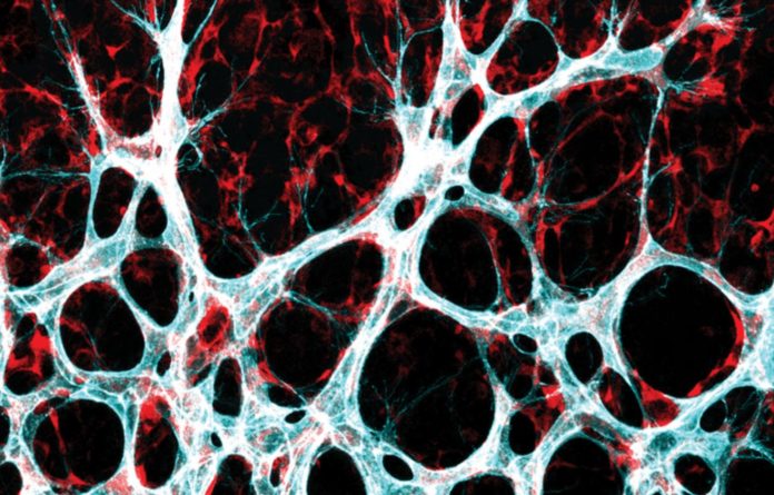 This Allows New Blood Vessel Networks To Expand - New Research