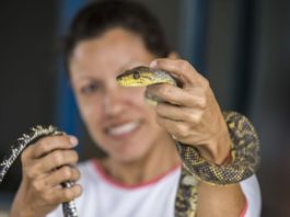 This Simple Blood Test Detects Snakebite Was Dry Or Venomous