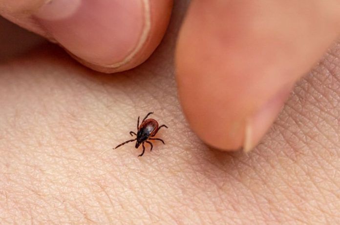 Findings Could Lead To New Ways To Treat This Unique Tick Bite Allergy