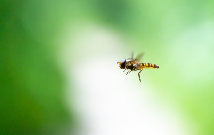 Key Genes That Make Insect Migrate Discovered - New Study Shows