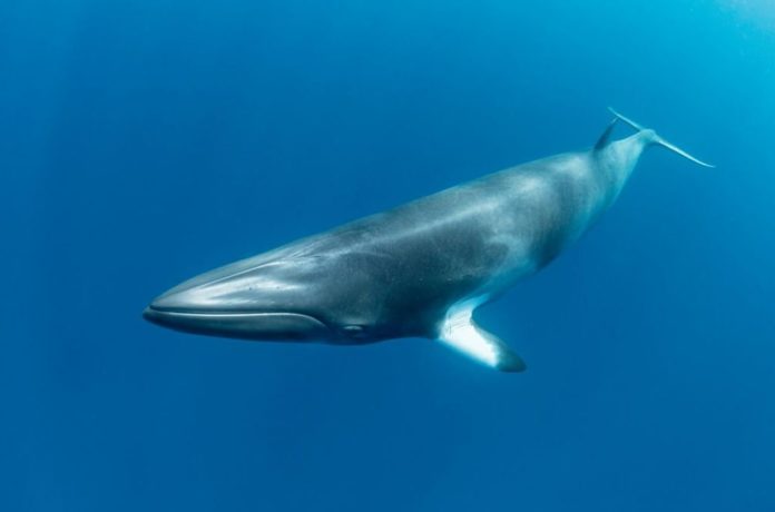 New Approach To Track Whales In The High Arctic Can Even Detect Distant Storms