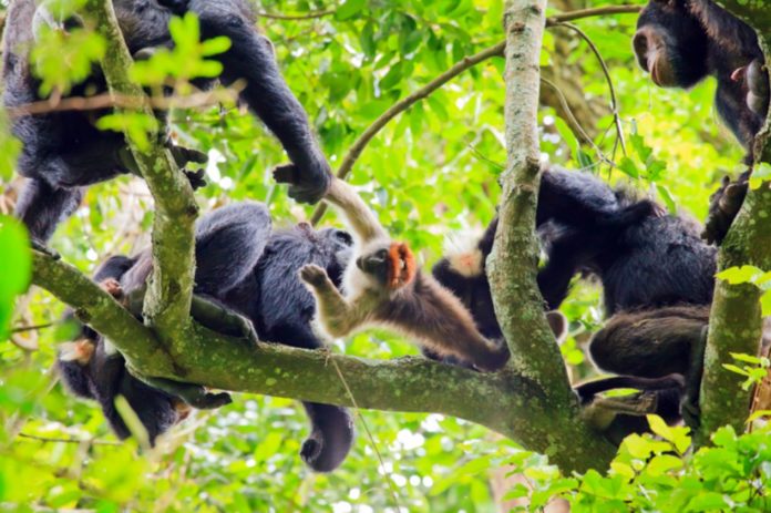 New Paper Reveals a Hidden Language of Chimpanzee We Never Knew About