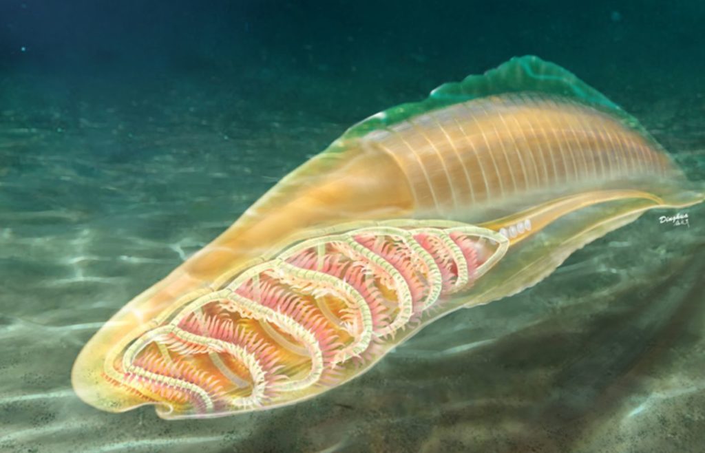 New Research Reveals The Oldest Known Stem Vertebrates