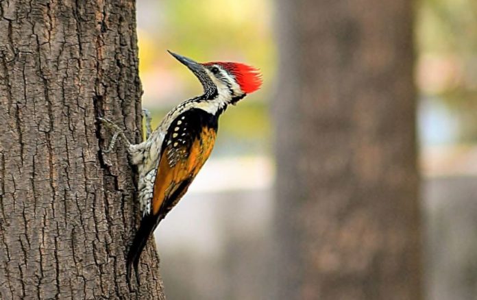 New Study Debunked One of The Biggest Myths About Woodpecker
