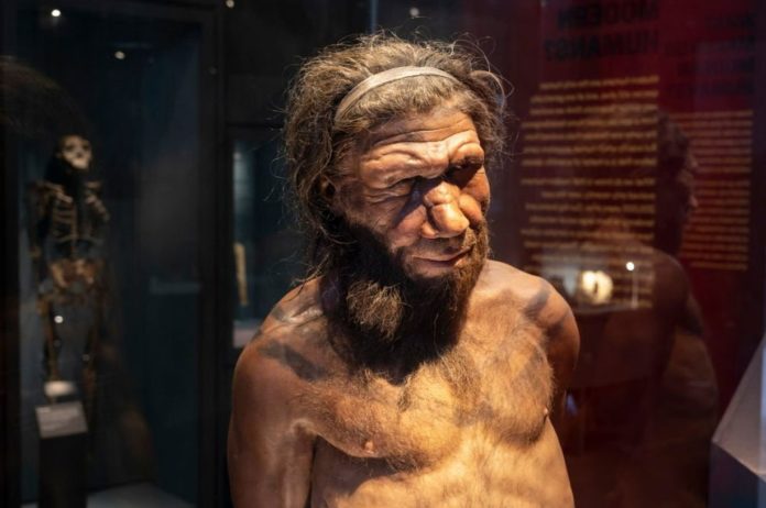 One Weird Thing You Didn't Know About The Brains Of Modern Humans Compared To Neanderthals