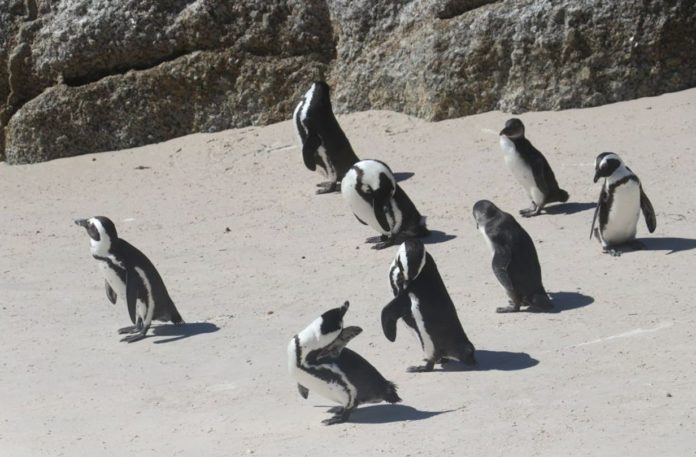 Penguins Past Shows What We Could Have Never Imagined - New Study