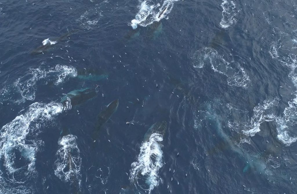 Stunning New Video Footage Shows 150 Whales Feeding Together