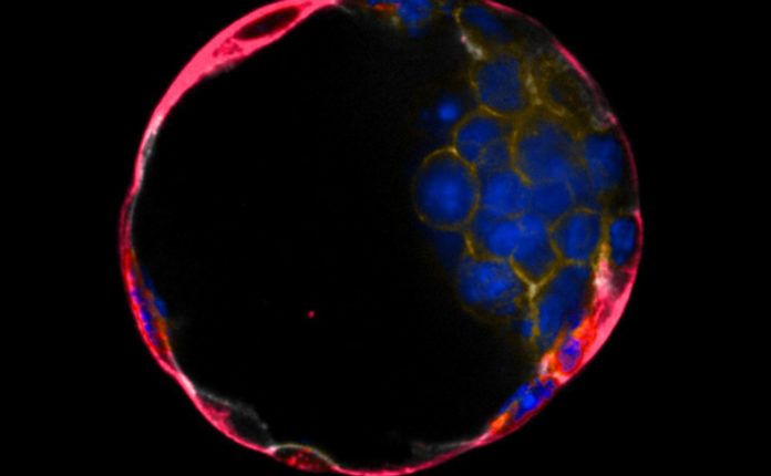The Early Embryo Drives The Onset Of Life. But How? New Study Reveals