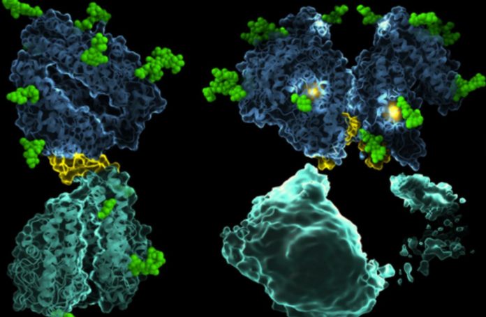 The First Full cryo-EM Structures of ACE Offer New Options For Killer Heart Diseases