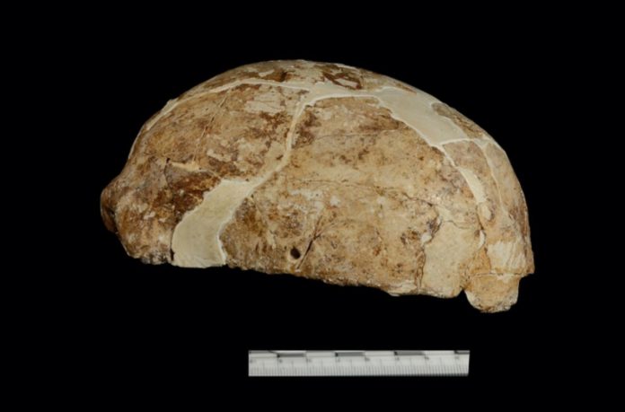 The Skull Unearthed From Red Dear Cave Hints At Origin Of Native Americans