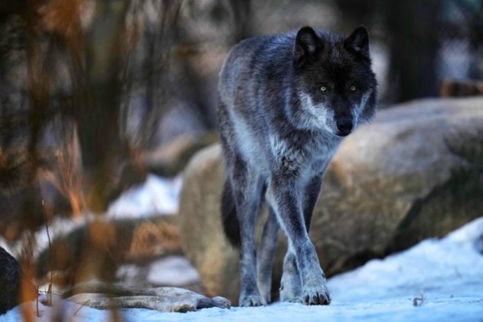 Gray Wolf Habitat Can Trigger Powerful, Widespread Ecological Effects In The US - Scientists