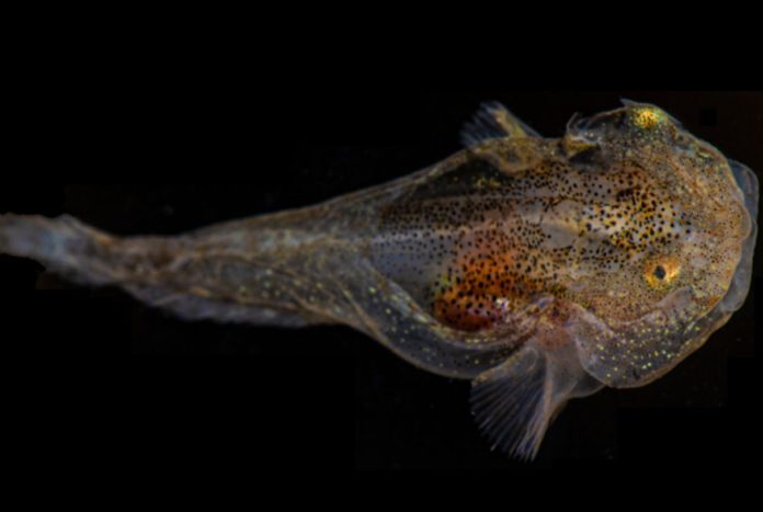 Greenlandic Snailfish Has The Highest Expression Levels Of Antifreeze Proteins, Finds New Study