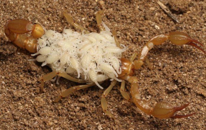 High School Naturalists Add Two New Species Of Scorpions To California’s Rich Biodiversity