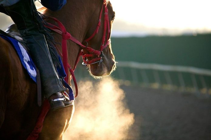 New Study Leads To A Better Way To Diagnose Bucked Shin in Racehorses