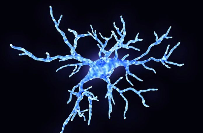 New Study Shows Sophisticated Ways Common Immune Cells Affect Neuron Function