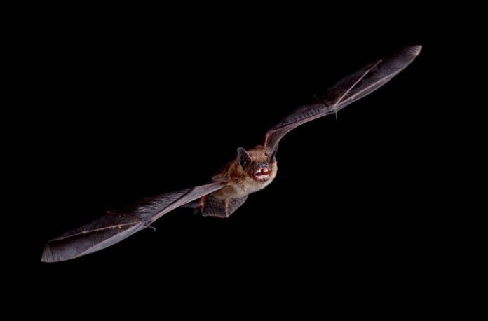 Now We Know What Slows Biological Aging In The Most Common Bat In The US
