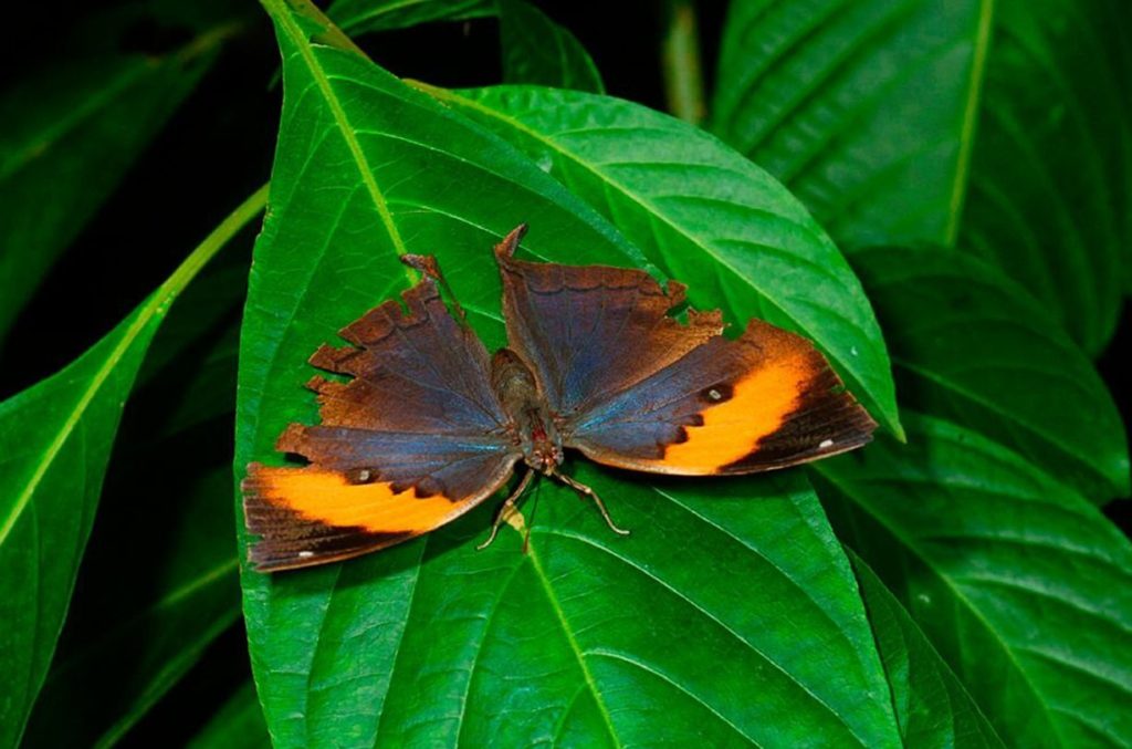 Scientists Now Know What Genes Turn Butterfly Wings Into Dead Leaves