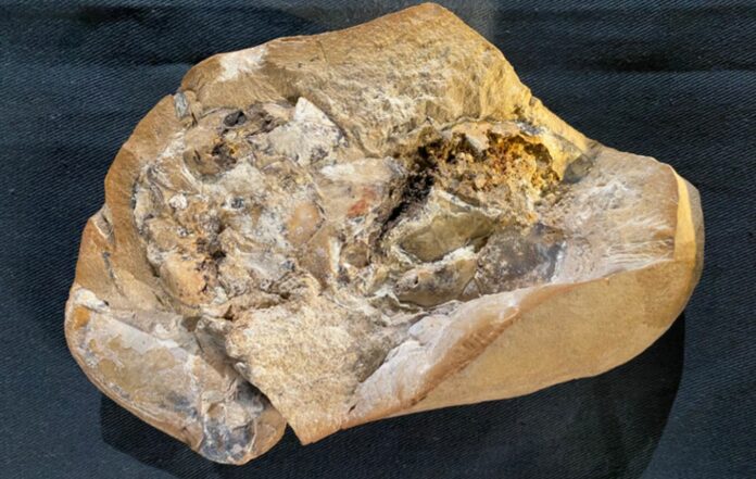A 380-million-year-old Heart – Oldest Ever Found - Unearthed By Scientists