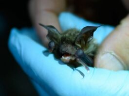 COVID-like New Bat Virus Found In Russia Could Infect Humans, Resist Vaccines