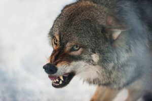 New Test: Human-directed Attachment Behaviour Exists In Wolves As Well