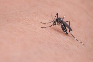 New Vaccine, For The First Mosquito-borne Virus Zika, Shows Promising Results