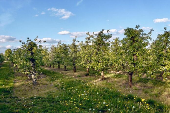 Perennial Flower Strips And Hedges In Apple Orchards Promote Bees