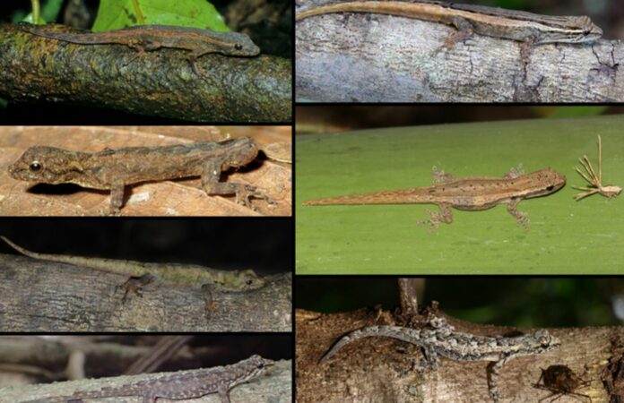 'Remarkable Discovery' Shows 8 New Species Of Tiny Geckos: 'This Is Exceptional, Even For Madagascar'