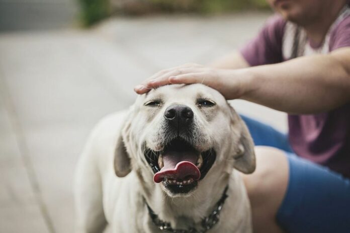 New Experiment Reveals What Petting Dogs Does to The Human Brain
