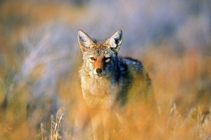New Study Reveals A Surprisingly Weird Behavior Of Coyotes Living in Los Angeles Suburb
