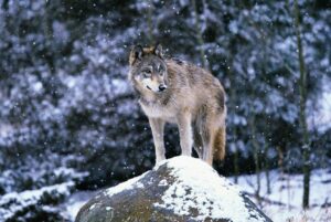 This Crazy Virus Changed Mating Behavior And Color In Wolves