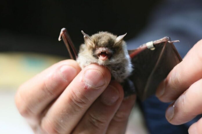 Bats Behavior Increasing Risk Of More Virus Spillover