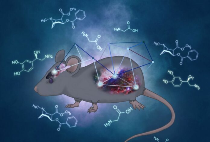 Common Gut Bacteria Can Enhance The Effects Of Cocaine - New Mice Study Shows