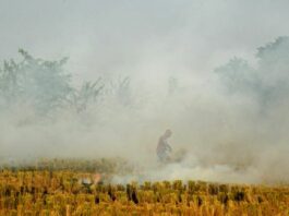 India's capital to shut schools as toxic smog chokes city