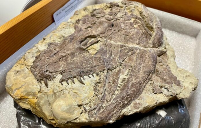 Most-complete Fossils Reveal New Horrifying Secrets Of Early Tetrapod - ‘T. Rex Of Its Time’