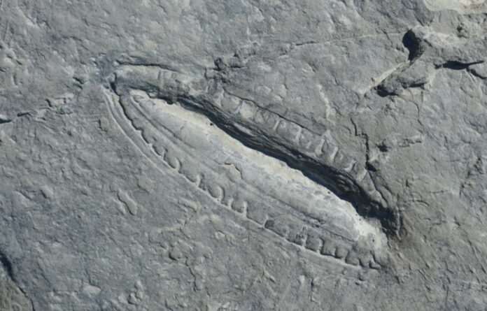 Oldest Fossils Reveal Weird Things About Ediacaran Animals That Lived On Earth Before ‘Cambrian Explosion’