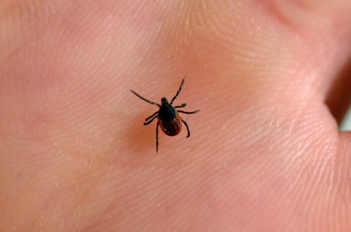 Scientists Identify Genes Associated With Long-term Lyme Disease