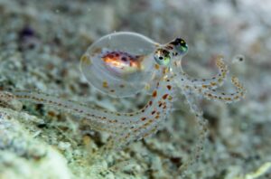 Surprising New Findings: This Is What Actually Connects Us To Octopus