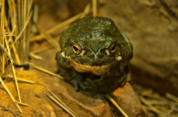 Warning from US National Park Service Do Not Lick Sonoran Desert Toads