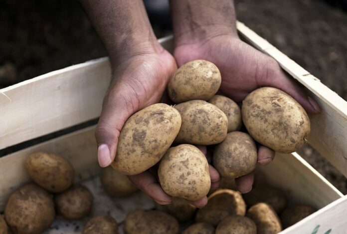 Now Scientists Turning To Vegetables Like Potatoes For New Cancer Drug