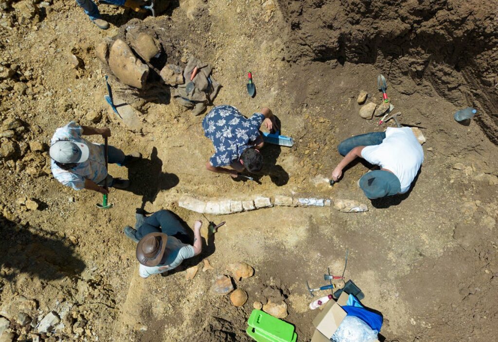 Scientists Are 'Extremely Excited' As This New Fossil Find Could Hold The Key To Unlocking The Mystery Around Plesiosaurs