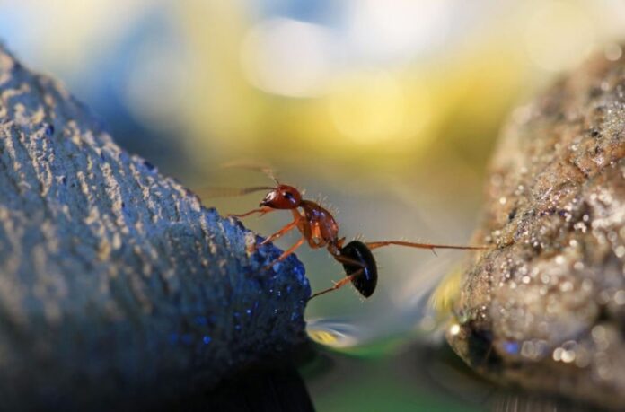 Ants Are More Organized And Systematic Than We Previously Believed