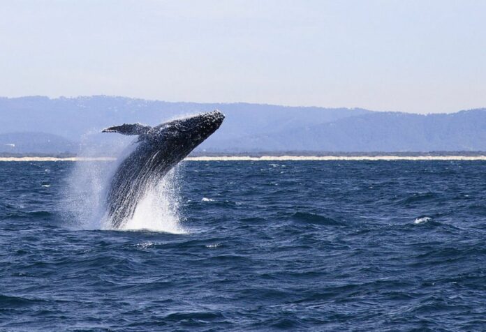 Mystery Of Why Whales Grow So Big May Finally Be Solved