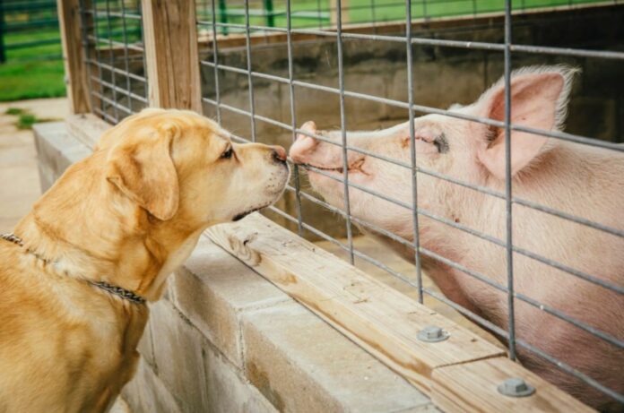 Pigs Bring Home the Bacon, But Dogs Remain Man's Best Friend: Study
