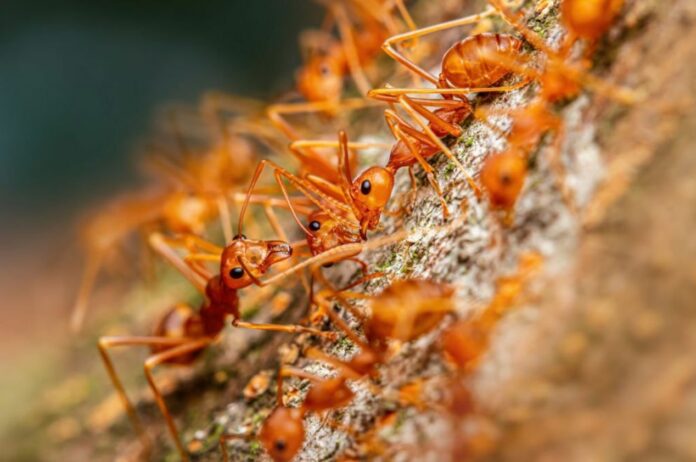 Scientists Just Found A Strange Behavior Of Ants Science Can't Explain