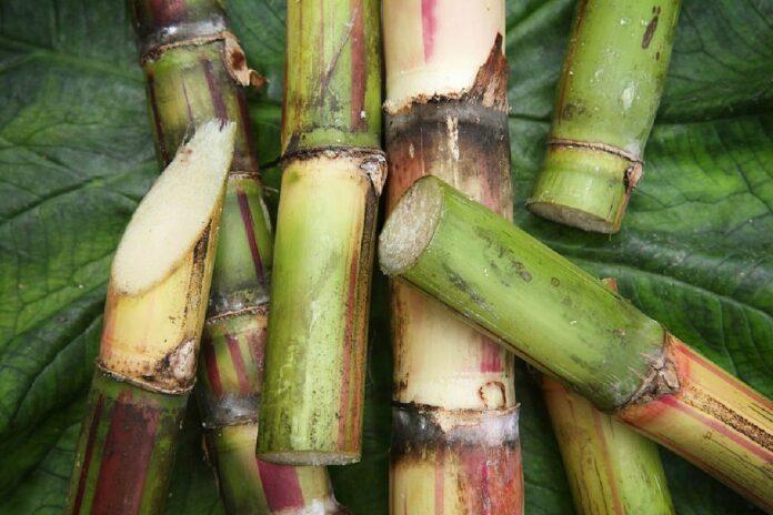Sweet Solution Sugar Cane Appears As 'One Of The Most Exciting New Antibiotic Candidates'