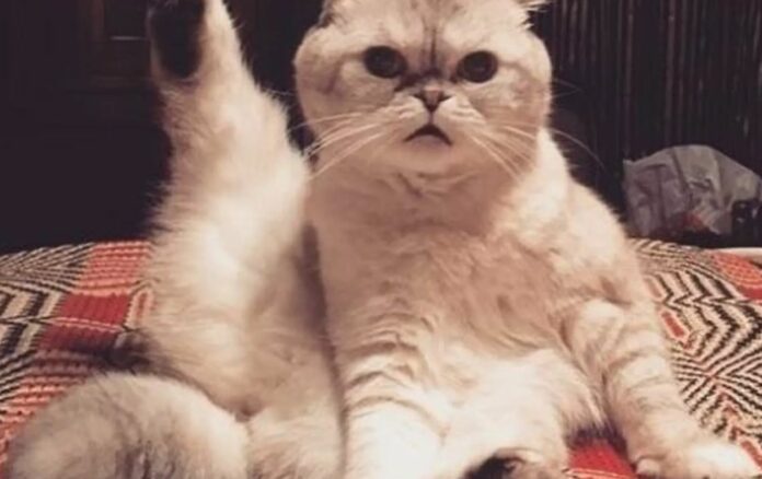 Taylor Swift's Cat Outearns Majority Of The World With A Staggering Net Worth Of Almost $100mln