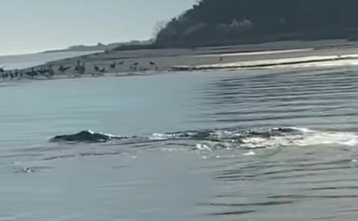 What Is This Mystery Sea Creature Spotted Near Atlantic Beach - This Is Something You Don’t See Everyday”