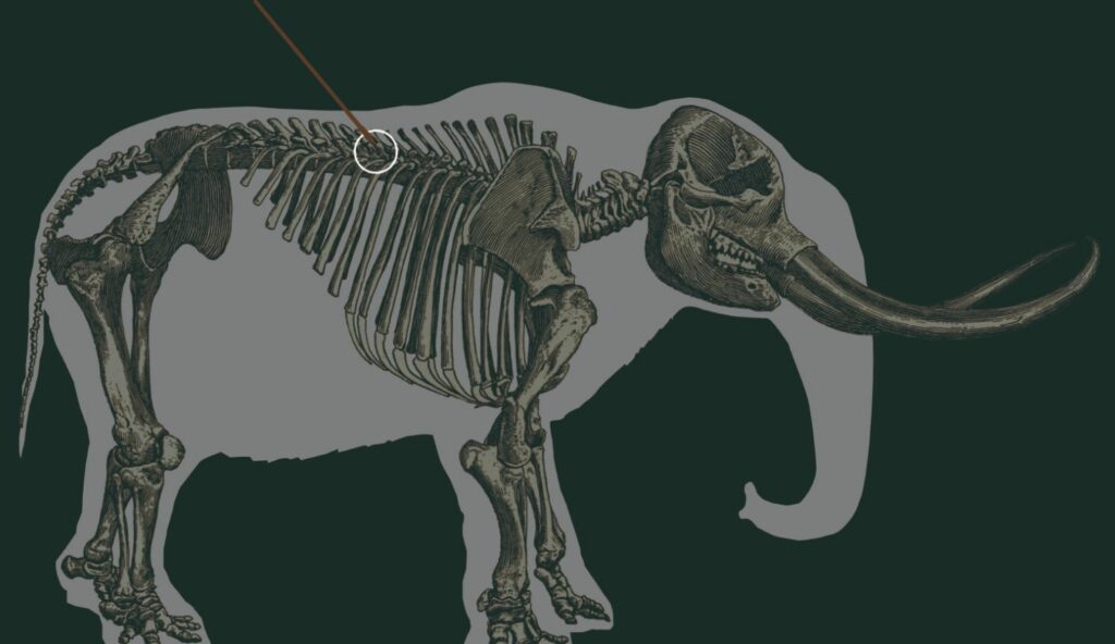 Archäologen haben gerade eine seltene tödliche Waffe der ersten Amerikaner entdeckt, die in der Lage ist, Mastodons zu besiegen